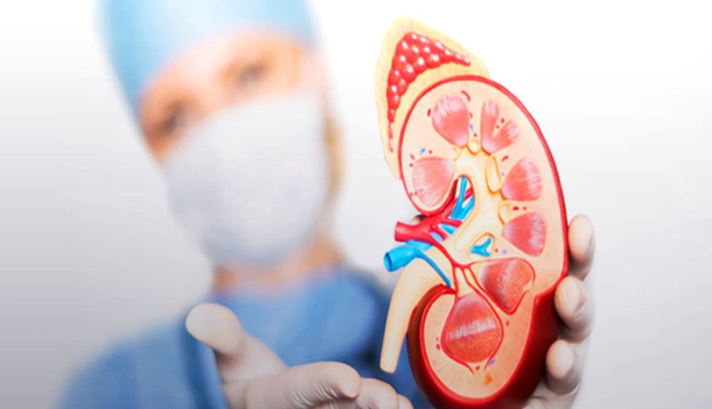 Anatomical kidney model used in nephrology evaluation